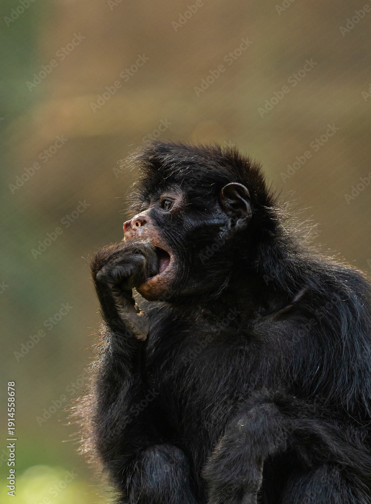 Obraz premium MACACO ARANHA EM CLOSE UP