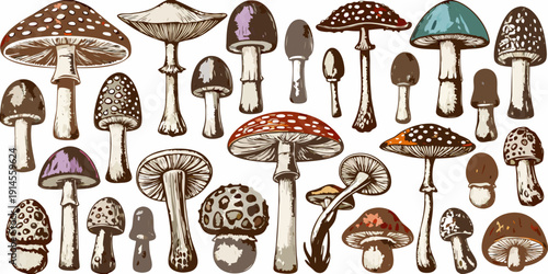 A colorful collection of various illustrated mushroom species and forms