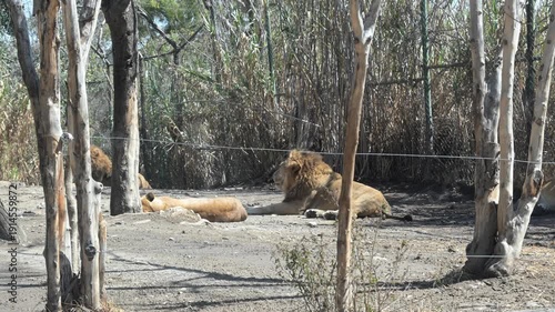 A pair of lions resting in the shade of the trees