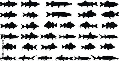 Black fish silhouettes collection showcasing diverse species, fin structures, tail shapes, marine biology taxonomy, ichthyology vector illustration design