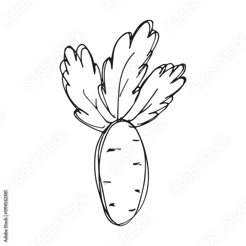 Hand drawn farm daikon radish beet beetroot plant with green leaves Fresh vegetable doodle Healthy eco food Organic garden vegetarian food For design, print, packaging, decor, kids books