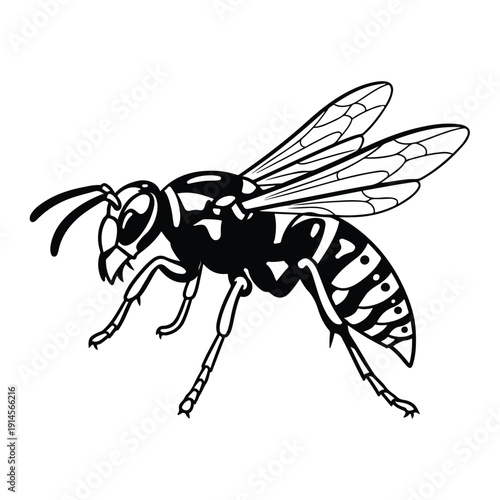 Black and white wasp with distinctive markings on body