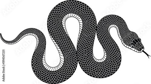 Detailed black and white vector illustration of coiled snake with scales, lifelike reptile artwork, realistic anatomy design for educational use