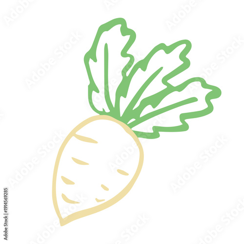 Hand drawn farm daikon radish plant with green leaves Fresh vegetable doodle Healthy eco food Organic garden vegetarian food For design, print, packaging, decor, kids books