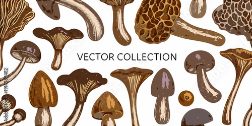 A colorful vector illustration depicting a variety of different mushroom species
