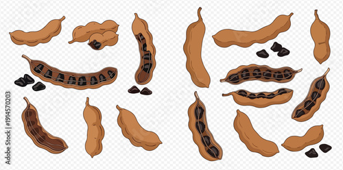 Set of fresh tamarind pods and seeds, healthy tropical fruit vector illustration.