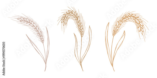 Set of hand drawn cereal wheat oat rye barley rice ears spikelet clipart Organic wheat bread agriculture farming harvest healthy food Single element for design print packaging label decor