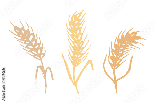 Set of hand drawn cereal wheat oat rye barley rice ears spikelet clipart Organic wheat bread agriculture farming harvest healthy food Single element for design print packaging label decor