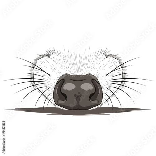 A cute cat face with a gray nose and whiskers on white background