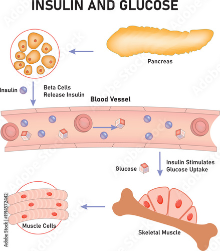Insulin and Glucose Science Design Vector Illustration Diagram
