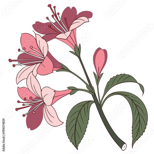 weigela minuet with branch