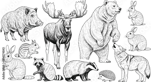 Detailed vector illustration of woodland animals, wild boar, moose, bear, rabbit, raccoon, badger, hedgehog, wolf, chipmunk, realistic forest wildlife art