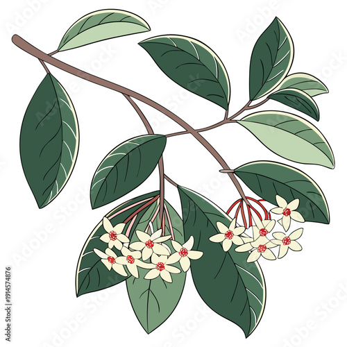 wax plant hoya carnosa