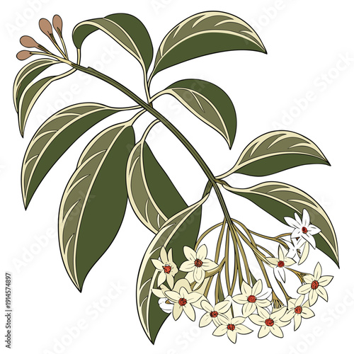 wax plant hoya carnosa