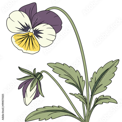 viola tricolor  vector o white background