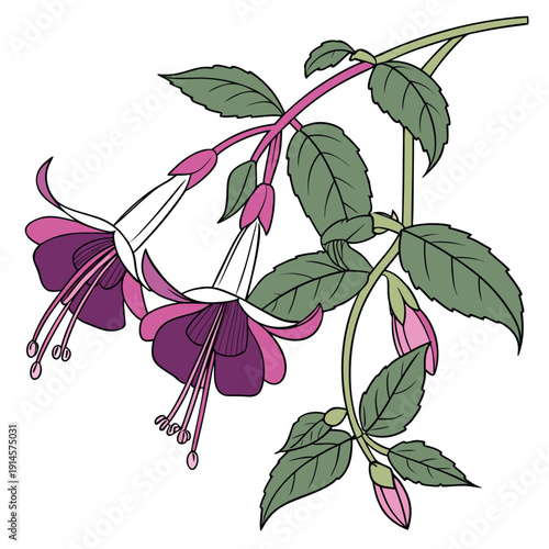 violet torenia hybrid wishbone