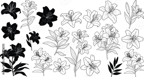 Elegant botanical vector illustration of lily flowers and leaves, detailed floral line art, silhouette design, decorative nature artwork for creative projects