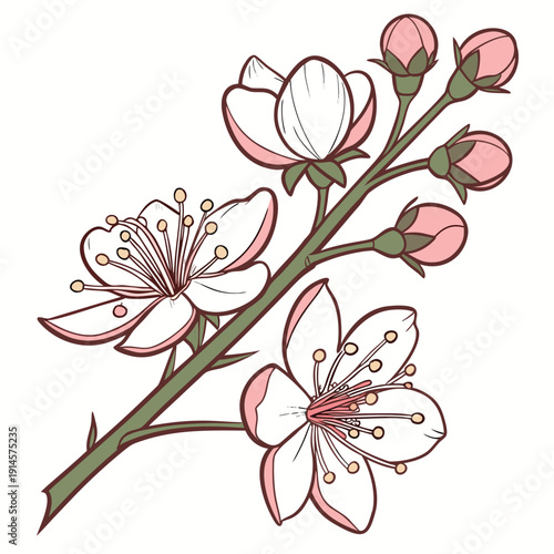 verbascum southern charm