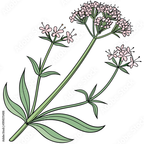 valeriana capitata
