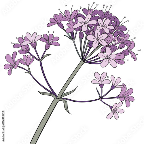 valerian-flower--on-white-no-text.eps