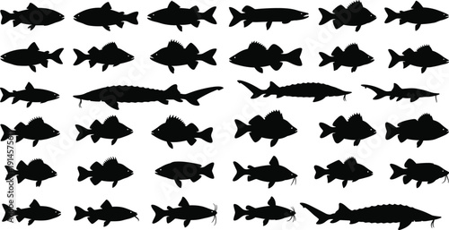 Fish silhouettes grid featuring diverse species, fins, tails, elongated bodies, spiny dorsal fins, aquatic taxonomy vector illustration design