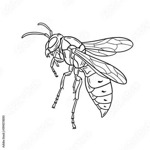 Detailed line drawing of a wasp with spread wings on white background