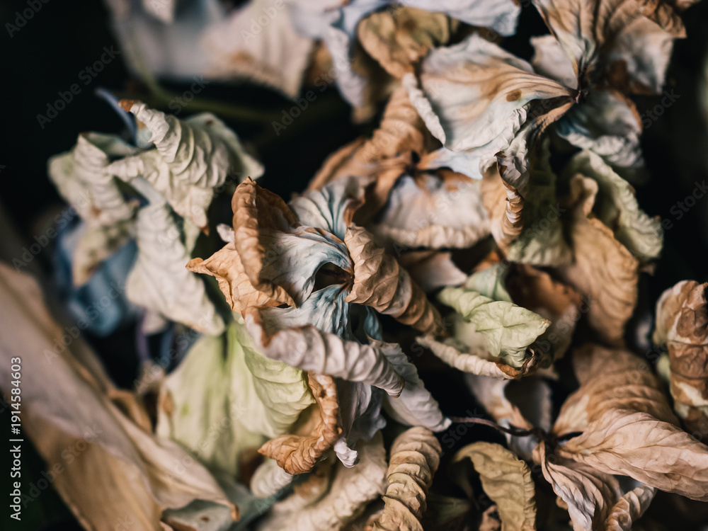 custom made wallpaper toronto digitalWilting flower