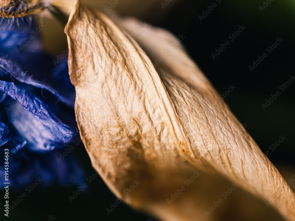 custom made wallpaper toronto digitalclose up of a dry leaf