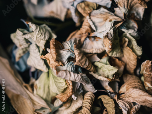 Wallpaper Mural Wilting flower Torontodigital.ca