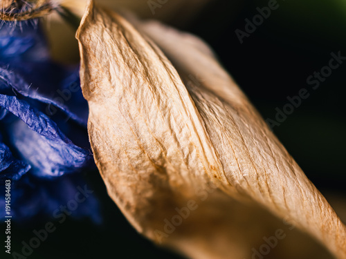 Wallpaper Mural close up of a dry leaf Torontodigital.ca