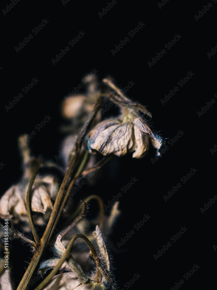 custom made wallpaper toronto digitalWilting flower