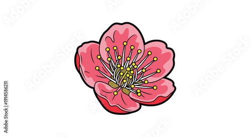 Pink flower blossom with yellow stamens on white background