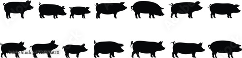 Collection of Pig Silhouettes in Different Standing and Walking Poses Isolated on White Background for Farm Design