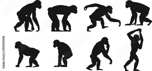 Evolutionary progression of primates to modern humans, silhouettes showing transition from quadrupedal stance to upright bipedal posture sequence