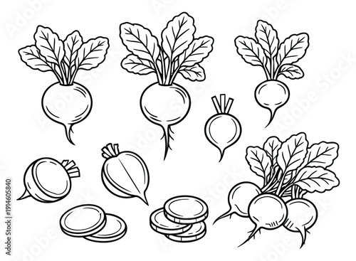 Hand drawn line art radish set featuring whole, cut, and sliced radishes for culinary designs