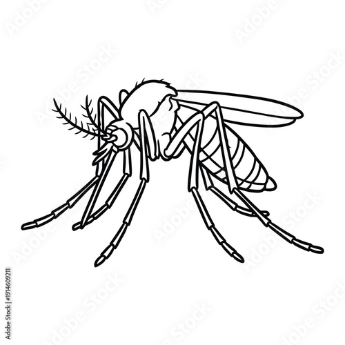 mosquito, insect, bug, fly, wings, legs,