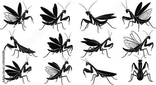 Large Collection Of Black Praying Mantis Silhouettes Showing Various Action Poses Including Hunting Flying And Standing For Entomology Study Nature Education And Pest Control Graphics