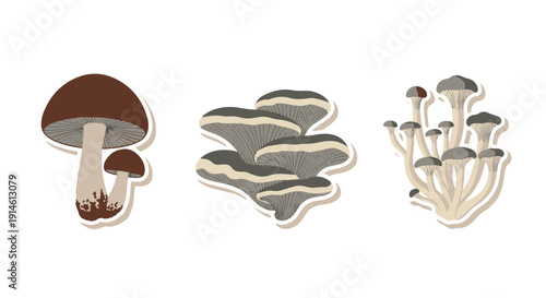 Stylized Collection of Diverse Edible Wild Mushrooms for Organic Healthy Food Concepts and Natural Cooking Ingredients