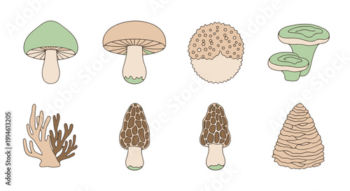 Diverse Collection of Cartoon Mushrooms and Wild Fungi Showing Various Cap Stem and Textural Forms in Natural Colors
