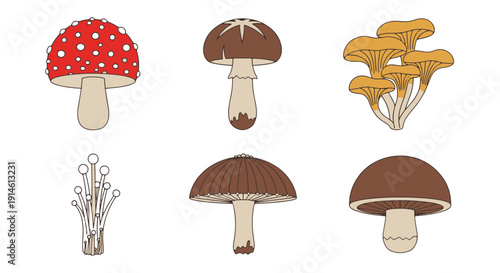 Collection of Diverse Edible and Wild Mushrooms Presented as a Simplified Botanical Fungi Grouping for Nature Themes