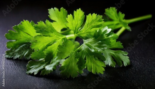 Fresh Cilantro Sprigs on Dark Background - Vibrant Green Herb.