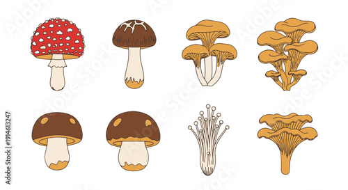 Colorful Autumn Wild Mushrooms and Edible Fungi Assortment for Natural Food and Forest Plants Collection