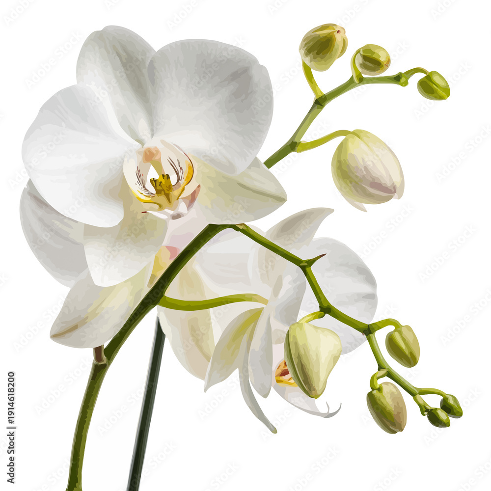 Obraz premium Beautiful white phalaenopsis orchid flower with exotic petals and green stem isolated on a white background showcasing natural tropical botany and floral beauty