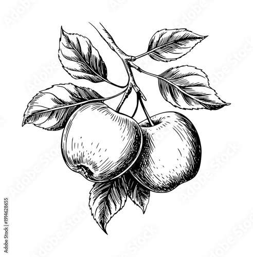 Hand Drawn of Ripe Apples a Branch with Leaves Isolated White Background fruit leaf