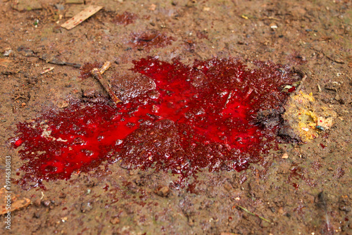 Bild auf Leinwand Fresh blood on the brown ground outdoors