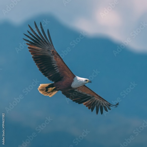 Wallpaper Mural Bald Eagle Flying in Blue Sky with Mountain Background Torontodigital.ca