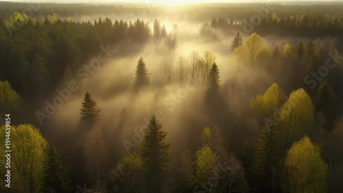 Aerial view of a misty forest at sunrise with golden light rays.