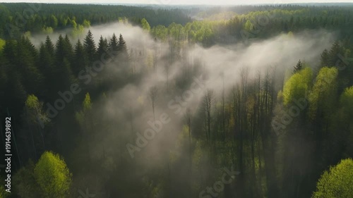 Aerial view of a misty forest canopy at sunrise with sunbeams breaking through.