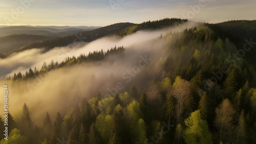 Aerial View of Misty Forest and Rolling Hills at Sunrise.