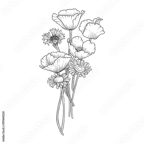 vector drawing flowers, bouquet of flowering wild plants, poppy, daisies and cornflower, vintage style elements isolated at white background, hand drawn illustration